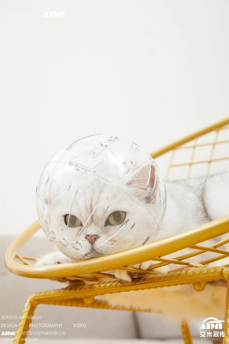 Cat Toy flat-lay photography