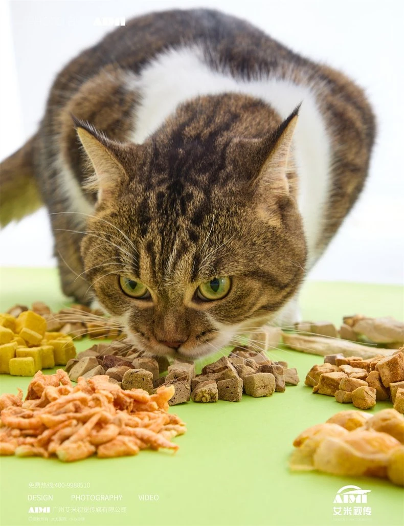 Pet Treats flat-lay photography