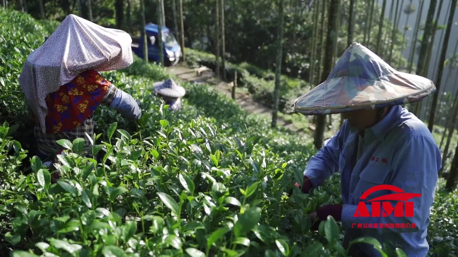 Corporate video production Tea product commercial filming